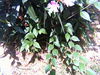 Filename=pict0042.jpg
Filesize=795KiB
Dimensions=2048x1536
Date added=Jun 22, 2007 pict0042.jpg