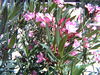 Filename=pict0050.jpg
Filesize=794KiB
Dimensions=2048x1536
Date added=Jun 22, 2007 pict0050.jpg