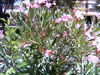 Filename=pict0052.jpg
Filesize=793KiB
Dimensions=2048x1536
Date added=Jun 22, 2007 pict0052.jpg