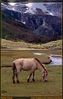 Filename=f-yading-luorong-c02-f.jpg
Filesize=135KiB
Dimensions=516x814
Date added=Apr 03, 2005 f-yading-luorong-c02-f.jpg