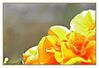 Filename=flor-quemada-c01a.jpg
Filesize=56KiB
Dimensions=800x551
Date added=Apr 19, 2005 flor-quemada-c01a.jpg