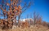 Filename=navacerrada-arboles-c01-n.jpg
Filesize=125KiB
Dimensions=700x451
Date added=Feb 20, 2005 navacerrada-arboles-c01-n.jpg