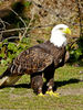 Filename=aguila.jpg
Filesize=1367KB
Dimensións=900x1200
Data de engadido=Abr 06, 2008 aguila.jpg