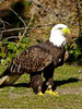 Imagem=aguila2.jpg
Tamanho=1363KB
Dimensão=900x1200
Data Envio=08 Abr, 2008 aguila2.jpg