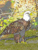 Filename=aguila~0.jpg
Filesize=2420KiB
Dimensions=900x1200
Date added=Apr 26, 2008 aguila~0.jpg