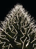 Filename=arbol01.jpg
Filesize=1677KiB
Dimensions=1200x1624
Date added=Jan 09, 2008 arbol01.jpg