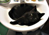 Filename=gato001.jpg
Filesize=63KiB
Dimensions=600x427
Date added=Aug 08, 2005 gato001.jpg