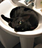 Filename=gato003.jpg
Filesize=44KB
Dimensións=351x400
Data de engadido=Ago 08, 2005 gato003.jpg