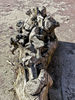 Filename=gorgona.jpg
Filesize=2653KiB
Dimensions=1200x1600
Date added=Feb 16, 2008 gorgona.jpg