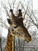 Dateiname=jirafa2.jpg
Dateigröße=1278KB
Abmessungen: 900x1200
hinzugefügt am: 06. April 2008 jirafa2.jpg