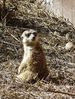 Nom del fitxer=lemur.jpg
Mida del fitxer=1444Kb
Dimensions=906x1200
Data de publicació=06 de abr. de 2008 lemur.jpg