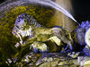 Filename=leon.jpg
Filesize=1433KiB
Dimensions=1200x900
Date added=May 06, 2008 leon.jpg
