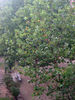 Filename=lluvia_veraniega.jpg
Filesize=210KiB
Dimensions=600x800
Date added=Aug 02, 2005 lluvia_veraniega.jpg