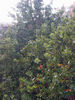 Filename=lluvia_veraniega2.jpg
Filesize=195KiB
Dimensions=600x800
Date added=Aug 02, 2005 lluvia_veraniega2.jpg