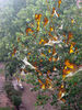 Filename=lluvia_veraniega_fuego.jpg
Filesize=57KiB
Dimensions=300x400
Date added=Aug 02, 2005 lluvia_veraniega_fuego.jpg