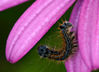 Filename=oruga.jpg
Filesize=63KiB
Dimensions=249x181
Date added=May 19, 2008 oruga.jpg