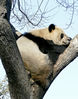 Filename=siesta3.jpg
Filesize=1367KiB
Dimensions=941x1200
Date added=Apr 06, 2008 siesta3.jpg