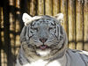 Filename=tigre.jpg
Filesize=1010KiB
Dimensions=1200x900
Date added=Apr 06, 2008 tigre.jpg