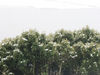 Filename=traselbosque.jpg
Filesize=123KiB
Dimensions=800x600
Date added=Jul 22, 2005 traselbosque.jpg