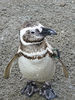 Filename=tuxpqno.jpg
Filesize=1114KiB
Dimensions=900x1200
Date added=Apr 06, 2008 tuxpqno.jpg