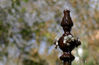 Nom del fitxer=01~2.jpg
Mida del fitxer=75Kb
Dimensions=889x583
Data de publicació=10 de març de 2008 01~2.jpg