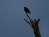 Filename=01~5.jpg
Filesize=181KiB
Dimensions=1000x762
Date added=Jun 05, 2008 01~5.jpg