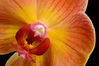 Filename=02_201001.jpg
Filesize=276KiB
Dimensions=1200x798
Date added=Jan 10, 2010 02_201001.jpg