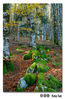 Filename=07Noviembre.jpg
Filesize=258KiB
Dimensions=505x768
Date added=Dec 09, 2007 07Noviembre.jpg