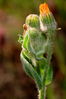 Filename=07~4.jpg
Filesize=129KiB
Dimensions=533x800
Date added=Jun 17, 2008 07~4.jpg