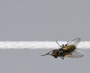 Filename=09~0.jpg
Filesize=489KiB
Dimensions=1068x871
Date added=Mar 01, 2008 09~0.jpg
