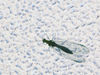 Filename=19~2.jpg
Filesize=1173KiB
Dimensions=2002x1502
Date added=Jun 24, 2008 19~2.jpg