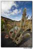 Nombre del archivo=Cactus_12.jpg
Tamaño del archivo=175Kb
Dimensiones=710x1066
Fecha añadida=15 de Julio de 09 Cactus_12.jpg