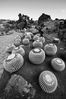 Filename=Cactus_27bn.jpg
Filesize=449KiB
Dimensions=797x1200
Date added=Jan 29, 2012 Cactus_27bn.jpg