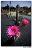 Nombre del archivo=Cactus_39.jpg
Tamaño del archivo=119Kb
Dimensiones=711x1066
Fecha añadida=15 de Julio de 09 Cactus_39.jpg