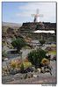 Nombre del archivo=Cactus_49.jpg
Tamaño del archivo=271Kb
Dimensiones=710x1066
Fecha añadida=16 de Julio de 09 Cactus_49.jpg