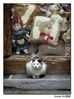 Nombre del archivo=Peluche_gato.jpg
Tamaño del archivo=284Kb
Dimensiones=821x1097
Fecha añadida=22 de Febrero de 09 Peluche_gato.jpg