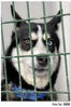 Nombre del archivo=Perro02.jpg
Tamaño del archivo=153Kb
Dimensiones=706x1058
Fecha añadida=04 de Enero de 08 Perro02.jpg
