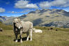 Nombre del archivo=Picos Argualas y Garmo Negro desde Laguna Turbia.jpg
Tamaño del archivo=195Kb
Dimensiones=1024x681
Fecha añadida=11 de Octubre de 06 Picos Argualas y Garmo Negro desde Laguna Turbia.jpg