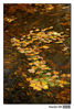 Nombre del archivo=Rio~0.jpg
Tamaño del archivo=199Kb
Dimensiones=543x800
Fecha añadida=29 de Octubre de 08 Rio~0.jpg