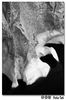 Filename=TransferredImage_294.jpg
Filesize=155KiB
Dimensions=509x768
Date added=Nov 05, 2007 TransferredImage_294.jpg