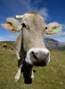 Nombre del archivo=Vaca pirenaica.jpg
Tamaño del archivo=151Kb
Dimensiones=562x768
Fecha añadida=11 de Octubre de 06 Vaca pirenaica.jpg