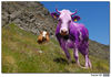 Nombre del archivo=Vaca_chocolatera.jpg
Tamaño del archivo=300Kb
Dimensiones=1024x718
Fecha añadida=28 de Julio de 08 Vaca_chocolatera.jpg