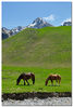 Filename=_DSC0047.jpg
Filesize=204KiB
Dimensions=522x768
Date added=May 17, 2007 _DSC0047.jpg