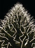 Bestandsnaam=abeto_.jpg
Bestandsgrootte=390KiB
Afmetingen = 600x814
Datum toegevoegd = 20 dec 2007 abeto_.jpg