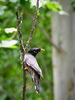 Filename=estornino_.jpg
Filesize=151KiB
Dimensions=703x937
Date added=May 21, 2013 estornino_.jpg
