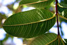 Filename=hoja.jpg
Filesize=148KiB
Dimensions=800x533
Date added=Jan 21, 2008 hoja.jpg