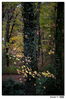 Filename=otoño01.jpg
Filesize=363KiB
Dimensions=851x1278
Date added=Nov 12, 2011 otoño01.jpg