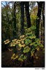 Filename=otoño02.jpg
Filesize=503KiB
Dimensions=851x1278
Date added=Nov 12, 2011 otoño02.jpg