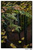 Filename=otoño03.jpg
Filesize=349KiB
Dimensions=851x1278
Date added=Nov 12, 2011 otoño03.jpg
