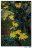 Filename=otoño05.jpg
Filesize=227KB
Dimensións=851x1278
Data de engadido=Nov 12, 2011 otoño05.jpg